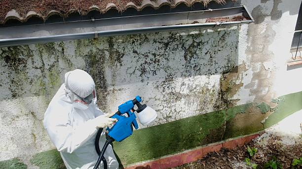 Top rated local Mold Remediation specialists in Stafford, VA